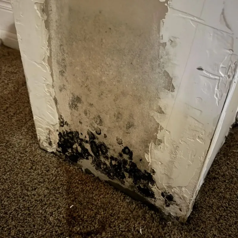 Professional Mold Removal in Windham County, VT